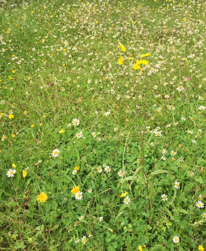 Heart of Life/Coeur de la vie Day V Wildflowerzen Heart of Life/Coeur de la vie Day V Wildflowerzen